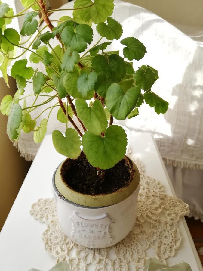 Guest House Vodolei Котел Екстер'єр фото